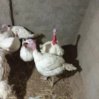 بقلمون گوشتی