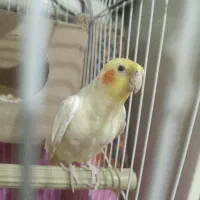عروس هلندی نر لوتینو