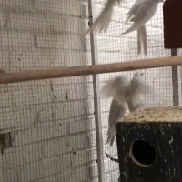 عروس آلبینو|پرنده|بافق, |دیوار