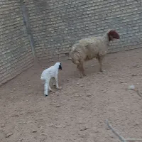 گوسفندعراقی درجه یک