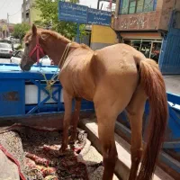 مرکز خرید فروش اسب