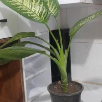 حراجی انواع گلهای آپارتمانی امروز بعدظهر....