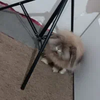 خرگوش لپ|موش و خرگوش|آبادان, |دیوار