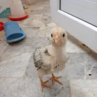 جوجه دوماهه