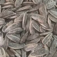 تخمه نمکی