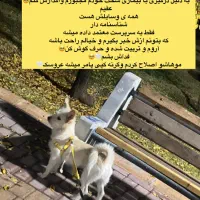 واگذاری سگ نازنینم عقیم شده یک ساله تربیت شده