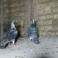 طوقی رنگی، سرور، ریش|پرنده|یزد, |دیوار