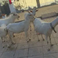 بزسانن خالص دورگ|حیوانات مزرعه|درمیان, |دیوار