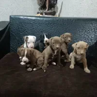 توله پیت بول اصیل