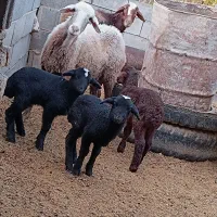 فروش میش و بره دوقلو