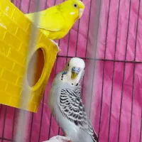 دو جفت مرغ عشق جفت اماده|پرنده|پاکدشت, پاکدشت (مامازند)|دیوار