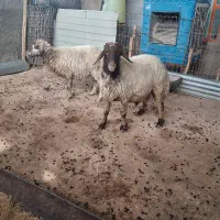 قوچ جوان داشتی ویک میش