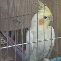 یک جفت عروس هلندی