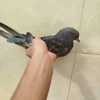 کبوتر|پرنده|مسجد سلیمان, |دیوار