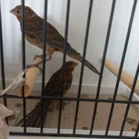 قناری سرخ سوخته ۲۰۲۶