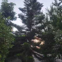 فروش درخت کاج