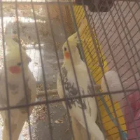 فروش فوری عروس هلندی سه جفت برشت جوجه دادن|پرنده|هشتگرد, هشتگرد قدیم|دیوار