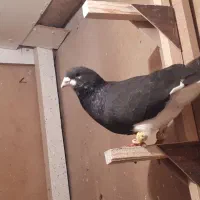 شهری معاوضه|پرنده|مرودشت, ثبت احوال|دیوار