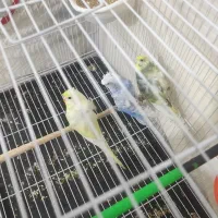۳عددمرغ عشق پروانه ای باتخم