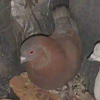 ۳ عدد کبوتر نر