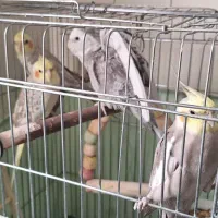 عروس هلندی کاملا دستی