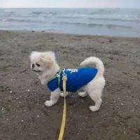 سگ خارجی فوری پکینیزاصل امپریال