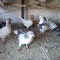 کبوتر بوم|پرنده|چناران, |دیوار