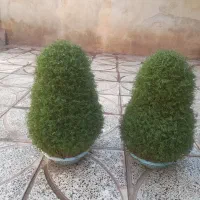 سبزه تول تکن|گل و گیاه طبیعی|کوهدشت, |دیوار