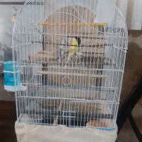 مرغ عشق انگلیسی گرید a|پرنده|اندیشه, اندیشه فاز ۴|دیوار