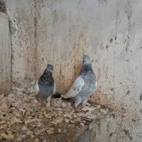 کبوتر سینه آبی