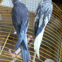 پرنده عروس هلندی