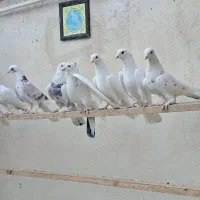 کفتر پرشی هوا میکنم بشنید زیرش|پرنده|تهران, دولاب|دیوار