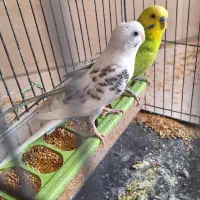مرغ عشق وجوجه