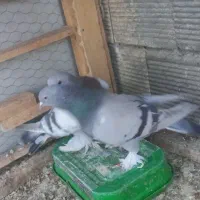 کبوتر کاغذی