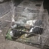 سلام 8تا یا 9کفتر جفت گاه