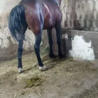 اسب کوردی باری