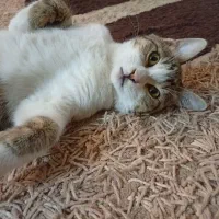 واگذاری گربه نر