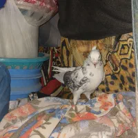 کبوتر دوکت سوسکی|پرنده|قم, نیروگاه|دیوار