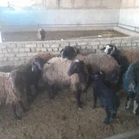 میش بره دار آبستن