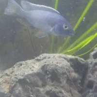 ماهی سیچلاید