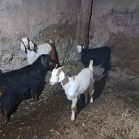 بزغاله ماده چاق