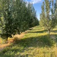 فروش مجموعه‌ای از بهترین خانه باغ‌ها در نقده|فروش زمین و ملک کلنگی|نقده, |دیوار