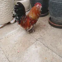 خروس مینیاتوری|حیوانات|تهران, خاک سفید|دیوار