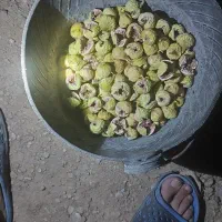 انواع انجیر  دیم