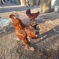 خروس پاکوتاه هلندی