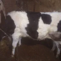 گوسالهی نر|حیوانات مزرعه|سجاس رود, |دیوار