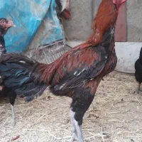 خروس  لاری مرغ کرچ رسمی