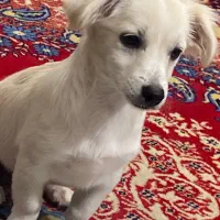سگ روباهی