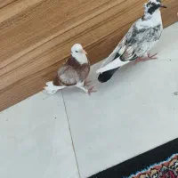 کفتر جوجه|پرنده|شاهرود, |دیوار