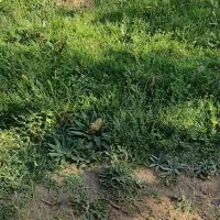 باغ انگور وگردو